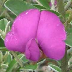 Podalyria buxifolia - Keurtjie - 5 Seed Pack - Image 2