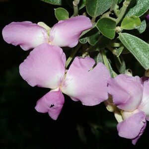 Podalyria calyptrata - Sweetpea Bush, Large Pink Keurtjie, Water Blossom-Pea - 5 Seed Pack