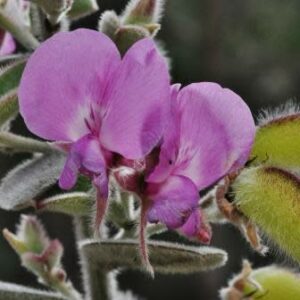 Podalyria hirsuta - Felt Cape Sweetpea - 5 Seed Pack