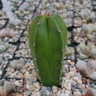 Polaskia chende - 5 Seed Pack - Image 3