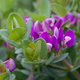 Polygala virgata - Purple Broom; Persboom, Bloukappie - 5 Seed Pack - Image 3