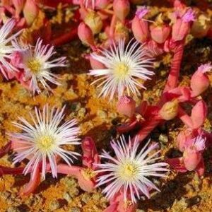 Prenia pallens - 5 Seed Pack