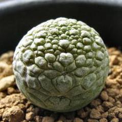 Pseudolithos migiurtinus - 5 Seed Pack