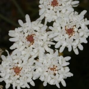 Pseudoselago gracilis - 5 Seed Pack