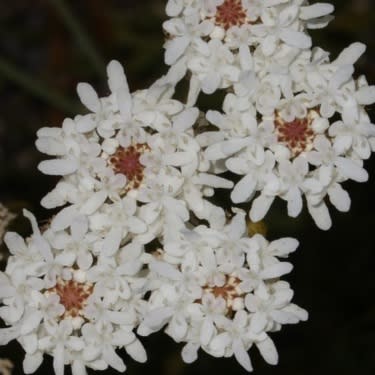 Pseudoselago gracilis - 5 Seed Pack