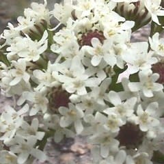 Pseudoselago spuria - Bergaarbossie; Powderpuff - 5 Seed Pack