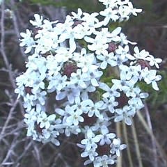 Pseudoselago spuria - Bergaarbossie; Powderpuff - 5 Seed Pack - Image 2