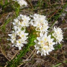 Pseudoselago spuria - Bergaarbossie; Powderpuff - 5 Seed Pack - Image 3