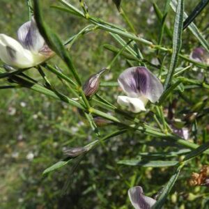 Psoralea Species - Fountain bush; Fonteinbos - 5 Seed Pack