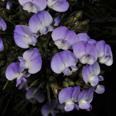 Psoralea affinis - 5 Seed Pack