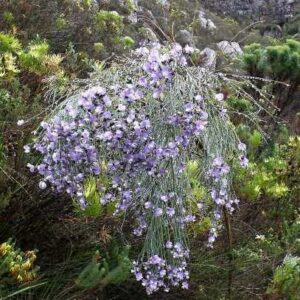Psoralea aphylla - Bloukeurboom, Fonteinbos; Leafless Fountain Bush, Naked Fountain Bush - 5 Seed Pack
