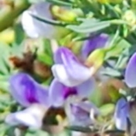 Psoralea axillaris - 5 Seed Pack