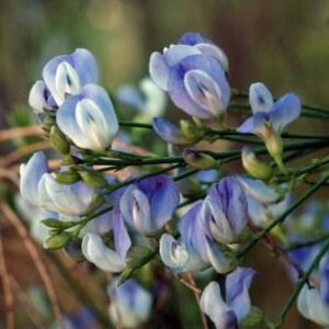 Psoralea oligophylla - Bloukeur; Blue Pea - 5 Seed Pack