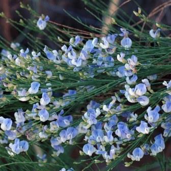 Psoralea oligophylla - Bloukeur; Blue Pea - 5 Seed Pack - Image 2