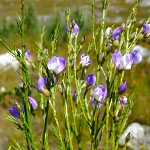 Psoralea rigidula - 5 Seed Pack