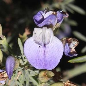 Psoralea verrucosa - 5 Seed Pack