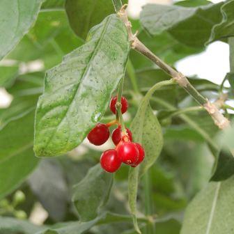 Psychotria kirkii - Nodule-leaved Bird-berry - 5 Seed Pack