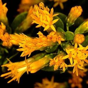 Pteronia camphorata - 5 Seed Pack