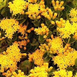 Pteronia divaricata - Geelgombos, Geelknopbos, Spalkpenbos - 5 Seed Pack