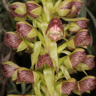 Pterygodium magnum - 10+ Seed Pack