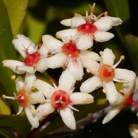 Putterlickia pyracantha - False Spike-thorn, Mock Spike-thorn; Valspendoring, Vuurdoring - 5 Seed Pack