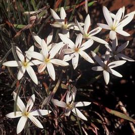 Romulea albiflora - 5 Seed Pack