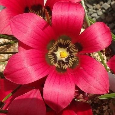 Romulea pudica (Romulea amoena) - 5 Seed Pack