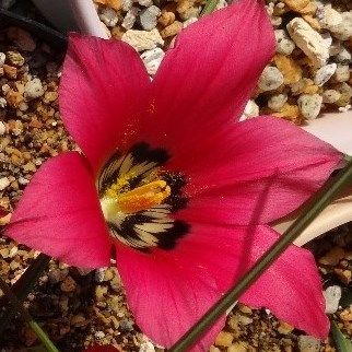 Romulea pudica (Romulea amoena) - 5 Seed Pack - Image 2