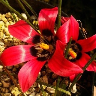 Romulea pudica (Romulea amoena) - 5 Seed Pack - Image 3