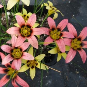 Romulea biflora - 5 Seed Pack