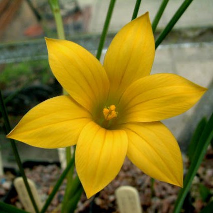 Romulea citrina - 5 Seed Pack