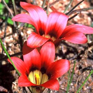 Romulea hirsuta var hirsuta - Froetang, Knikker - 5 Seed Pack