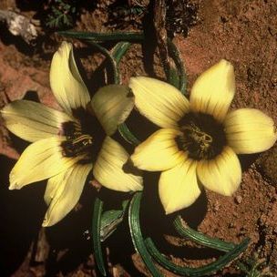 Romulea luteoflora - 5 Seed Pack