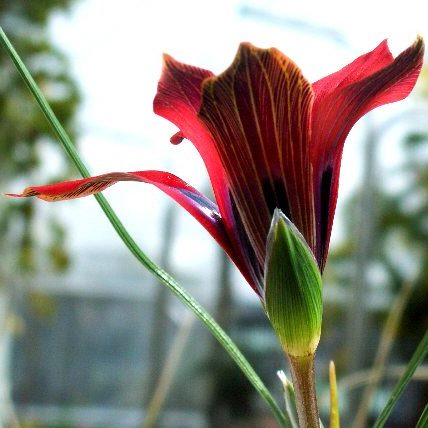 Romulea monadelpha - 5 Seed Pack