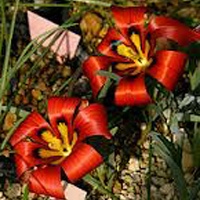 Romulea monadelpha - 5 Seed Pack - Image 2