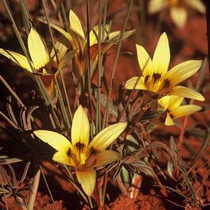 Romulea monticola - 5 Seed Pack