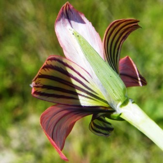 Romulea obscura var. blanda - 5 Seed Pack