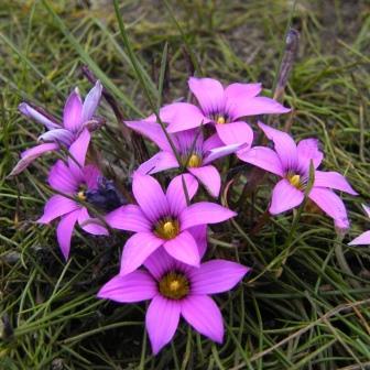 Romulea rosea - 5 Seed Pack