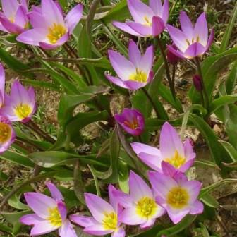 Romulea saxatilis - 5 Seed Pack