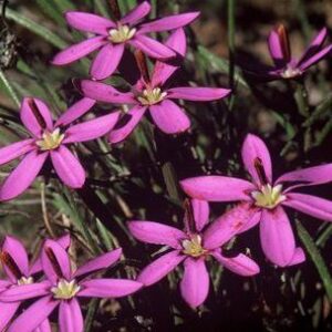 Romulea syringodeoflora - 5 Seed Pack