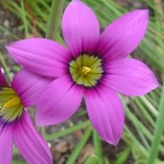 Romulea camerooniana (Romulea thodei) - 5 Seed Pack