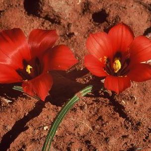 Romulea unifolia - 5 Seed Pack