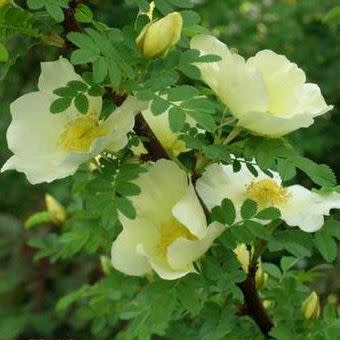 Rosa primula - Incense Rose - 5 Seed Pack - Image 2