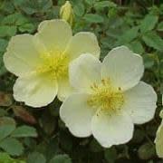 Rosa primula - Incense Rose - 5 Seed Pack - Image 3