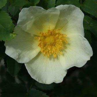 Rosa primula - Incense Rose - 5 Seed Pack - Image 4