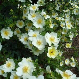 Rosa primula - Incense Rose - 5 Seed Pack - Image 5