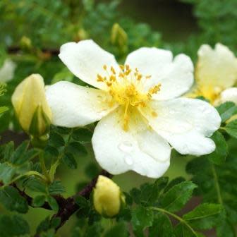 Rosa Primula Incense Rose 5 Seed Pack Online Seed Store