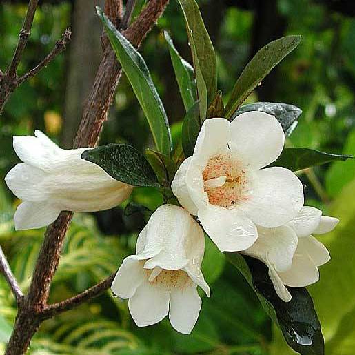 Rothmannia globosa - Bell Gardenia, September bells - 5 Seed Pack - Image 2