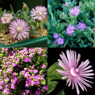Ruschia Mixed Species - 10 Seed Pack