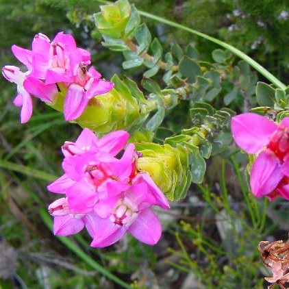 Saltera sarcocolla - Saltera, Cape Fellwort; Vlieëbos - 5 Seed Pack